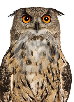 Portrait of Eurasian Eagle-Owl