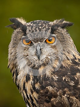 Portrait of a Eurasian Eagle-Owl