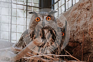 Portrait of a Eurasian Eagle Owl that is also known as an European Eagle Owl or Bubo Bubo