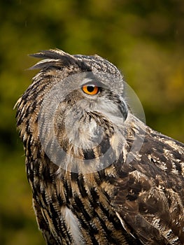Portrait of a Eurasian Eagle-Owl