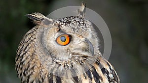 Portrait of Eurasian Eagle-owl Bubo bubo