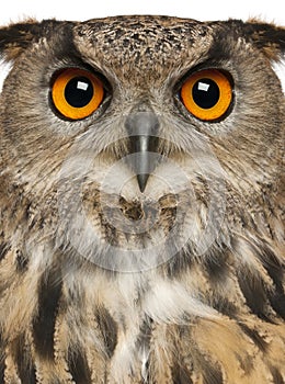 Portrait of Eurasian Eagle-Owl, Bubo bubo