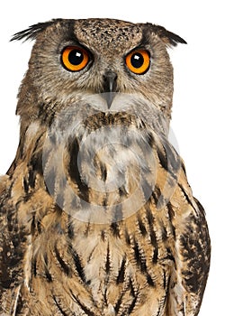 Portrait of Eurasian Eagle-Owl, Bubo bubo