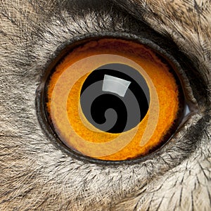 Portrait of Eurasian Eagle-Owl, Bubo bubo