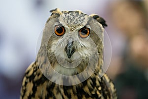 Portrait of Eurasian eagle owl Bubo bubo