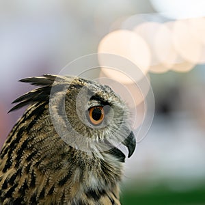 Portrait of Eurasian eagle owl Bubo bubo