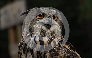 Portrait of Eurasian eagle owl or Bubo bubo