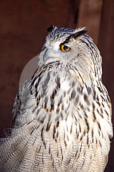 Portrait of The Eurasian Eagle Owl (Bubo bubo)