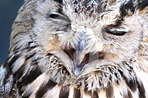 Portrait of The Eurasian Eagle Owl (Bubo bubo)