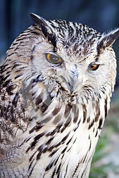 Portrait of The Eurasian Eagle Owl (Bubo bubo)