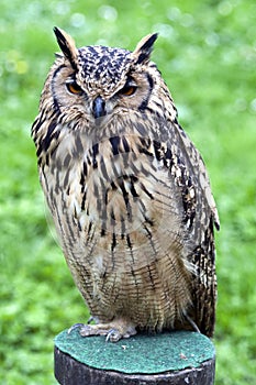 Portrait of The Eurasian Eagle Owl (Bubo bubo)