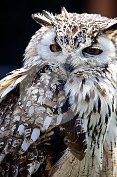 Portrait of The Eurasian Eagle Owl (Bubo bubo)