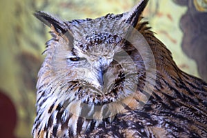 Portrait of The Eurasian Eagle Owl (Bubo bubo)