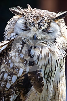 Portrait of The Eurasian Eagle Owl (Bubo bubo)