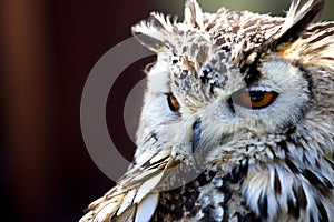 Portrait of The Eurasian Eagle Owl (Bubo bubo)