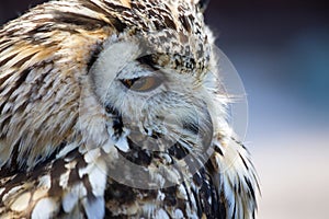 Portrait of The Eurasian Eagle Owl Bubo bubo