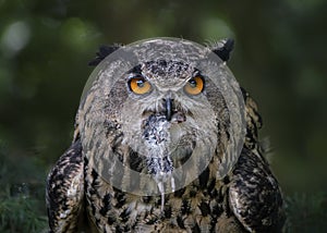 Portrait of a Eurasian Eagle owl Bubo bubo on a branch eating a mouse prey. Noord Brabant in the Netherlands.