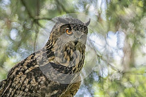 Portrait of a Eurasian Eagle owl Bubo bubo on a branch eating a mouse prey. Noord Brabant in the Netherlands.