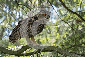 Portrait of a Eurasian Eagle owl Bubo bubo on a branch eating a mouse prey. Noord Brabant in the Netherlands.