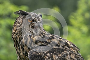 Portrait of a Eurasian Eagle owl Bubo bubo on a branch eating a mouse prey. Noord Brabant in the Netherlands.