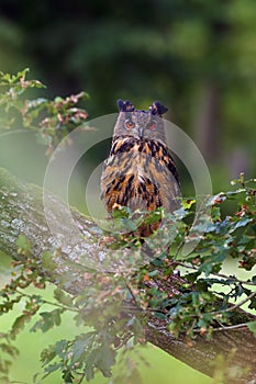 The portrait of a Eurasian eagle-owl Bubo bubo with a green and brown background. A large European owl with orange eyes and ears