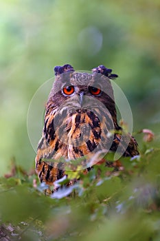 The portrait of a Eurasian eagle-owl Bubo bubo with a green and brown background.Portrait of a large European owl with orange