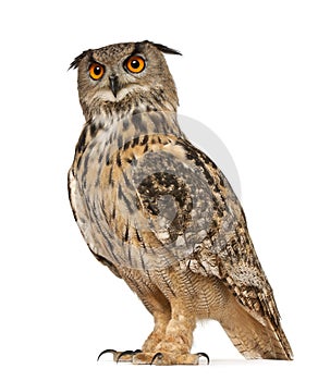 Portrait of Eurasian Eagle-Owl, Bubo bubo, a species of eagle owl