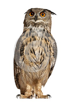 Portrait of Eurasian Eagle-Owl, Bubo bubo, a species of eagle owl