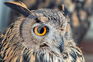 Portrait of the Eurasian Eagle Owl, bubo bubo. On white background. CLose up