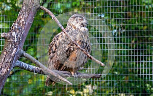 Portrait of a Eurasian eagle-owl in profile.