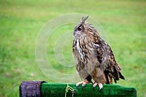 A portrait of a eurasian eagle-owl sitting on a wooden bar covered with fake grass during a bird of prey show given by a falconer