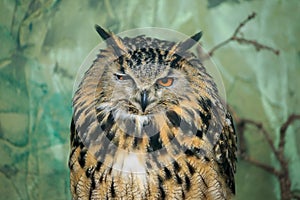 A portrait of an Eurasian Eagle Owl winking