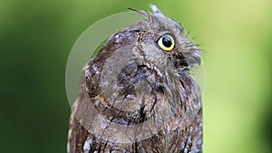 Portrait of Eurasian European scops owl