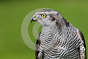 Portrait of eurasian goshawk with green background