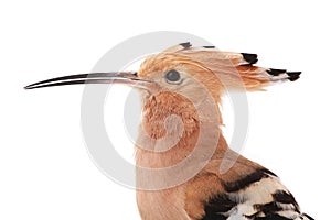 Portrait eurasian Hoopoe