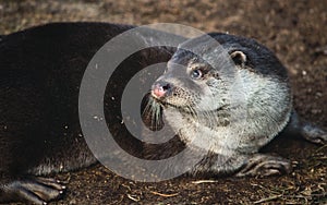 Portrait of a Eurasian Lutra otter lying on the ground