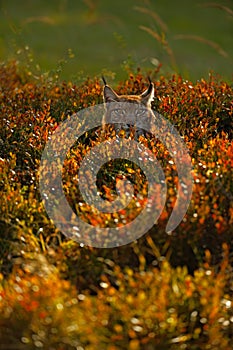 Portrait of Eurasian Lynx in autum orange blueberry with evenig sun