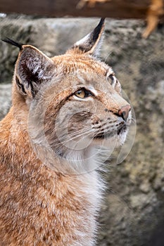 Portrait of The Eurasian lynx close-up, lat. Lynx lynx