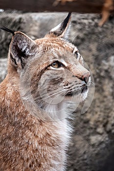 Portrait of The Eurasian lynx close-up, lat. Lynx lynx