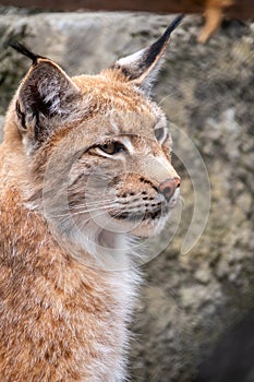 Portrait of The Eurasian lynx close-up, lat. Lynx lynx