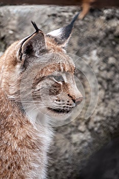 Portrait of The Eurasian lynx close-up, lat. Lynx lynx