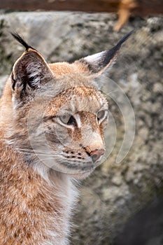 Portrait of The Eurasian lynx close-up, lat. Lynx lynx