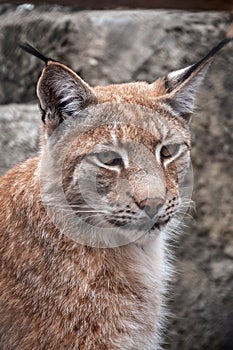 Portrait of The Eurasian lynx close-up, lat. Lynx lynx