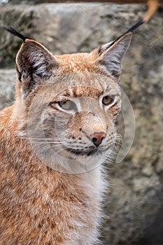 Portrait of The Eurasian lynx close-up, lat. Lynx lynx