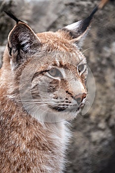 Portrait of The Eurasian lynx close-up, lat. Lynx lynx