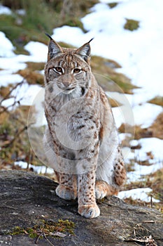 Portrait of Eurasian lynx Lynx lynx sitting on big stone in winter forest. Beast of prey in winter season. Wild big cat