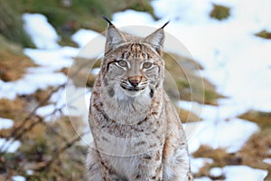 Portrait of Eurasian lynx Lynx lynx sitting in winter forest. Beast of prey in winter season. Wild big cat from Bavarian forest