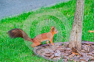 Portrait of eurasian red squirrel in front. A squirrel on a green lawn in the park, Red Tail. Urban wildlife. The
