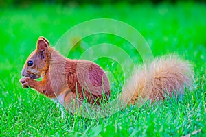 Portrait of eurasian red squirrel in front. A squirrel on a green lawn in the park, Red Tail. Urban wildlife. The