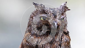 Portrait of Eurasian scops owl